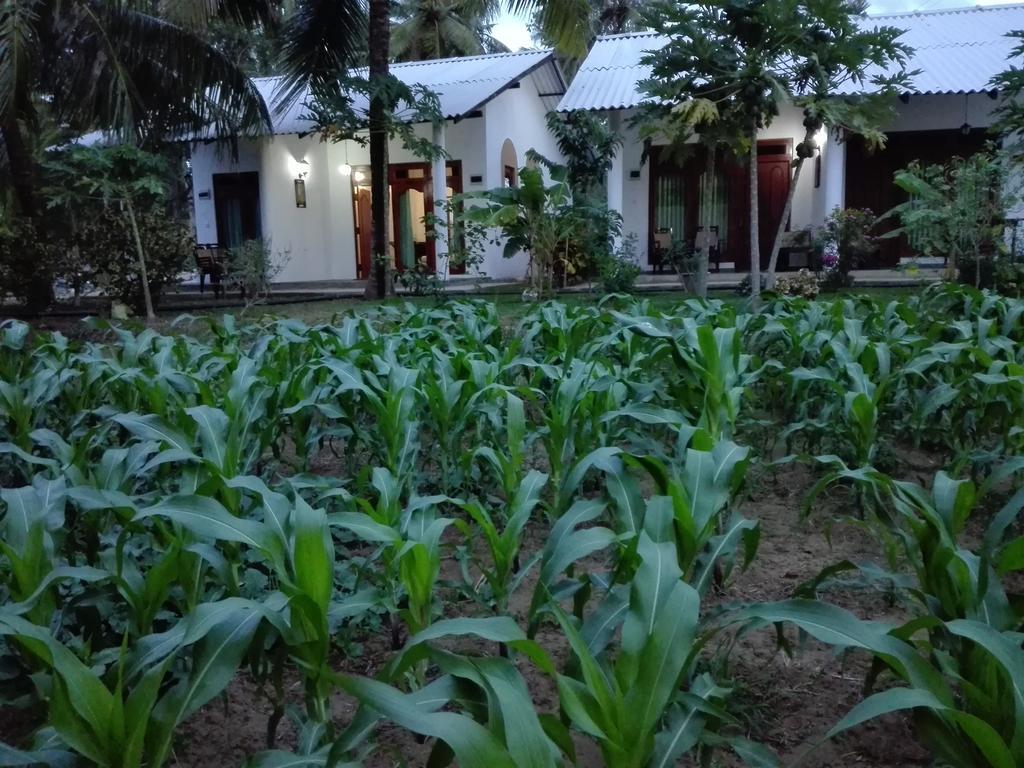 Hideaway Homestay Хабарана Екстер'єр фото